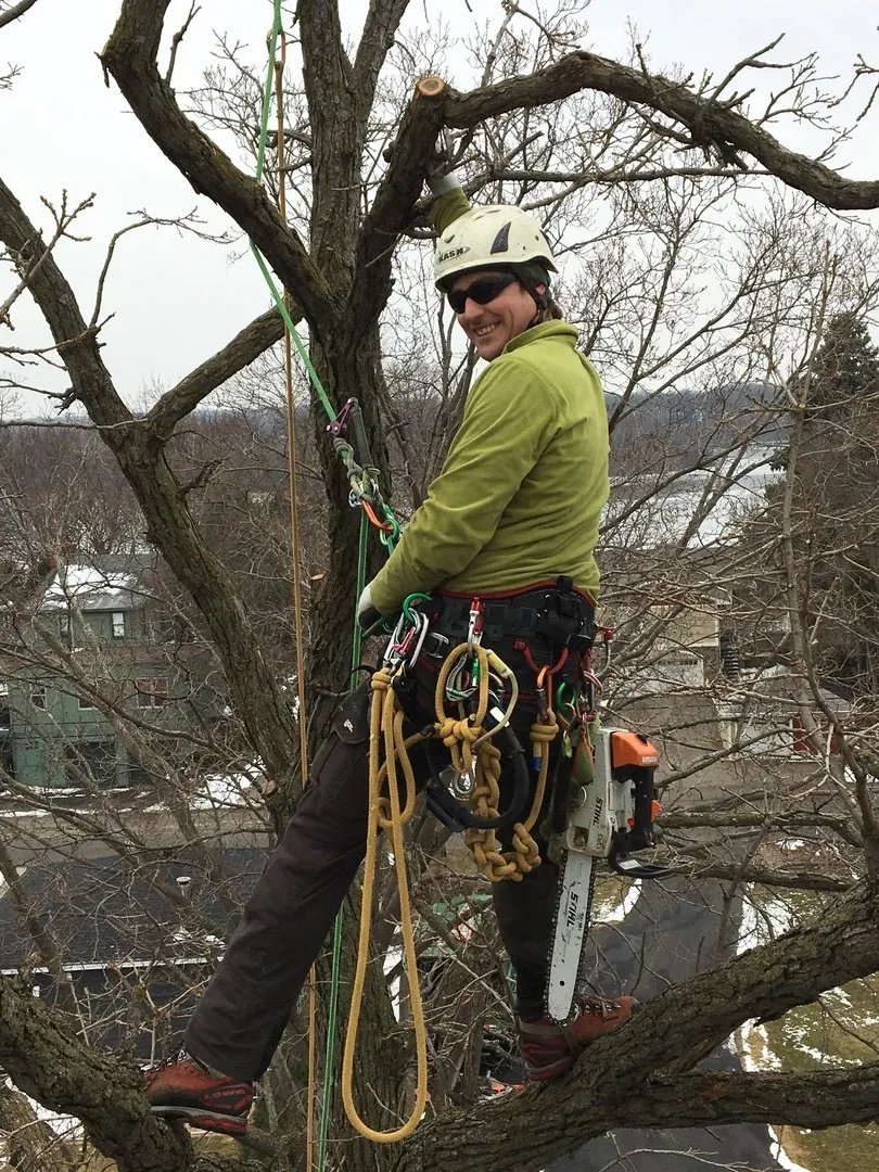 Wellner Arboriculture tree service project