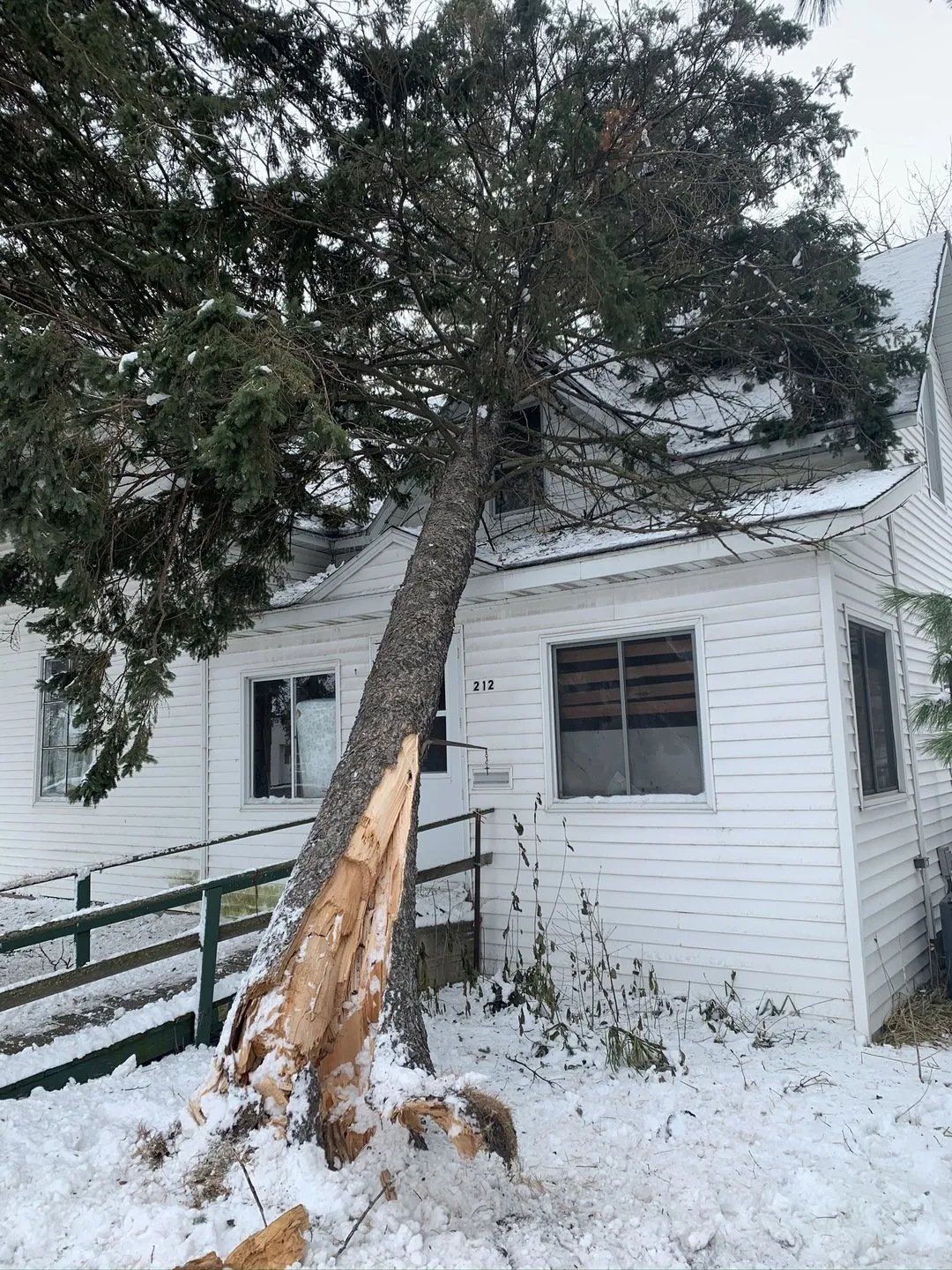 Wellner Arboriculture tree service project