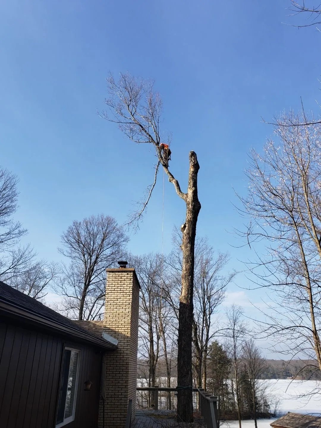 Wellner Arboriculture tree service project
